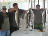 (10/01/2016) - Nice Striped Bass